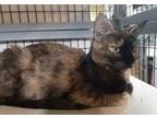Adopt Natalie a Tortoiseshell Domestic Shorthair / Mixed (short coat) cat in