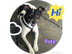 Adopt Pote a White - with Black Rat Terrier / Mixed dog in Hollywood