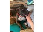 Adopt Rocky a Staffordshire Bull Terrier, Cane Corso