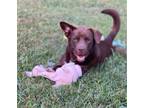 Adopt East a Border Collie, Mixed Breed