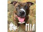 Adopt Mia a American Staffordshire Terrier