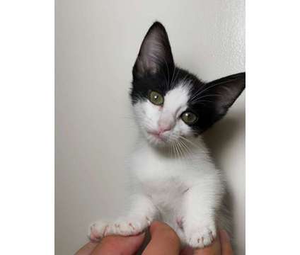 munchkin kitten is a Male Munchkin Kitten For Sale in Rosemead CA