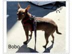 Adopt Bobo a Miniature Pinscher