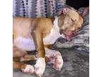 Adopt Kyrie a Pit Bull Terrier