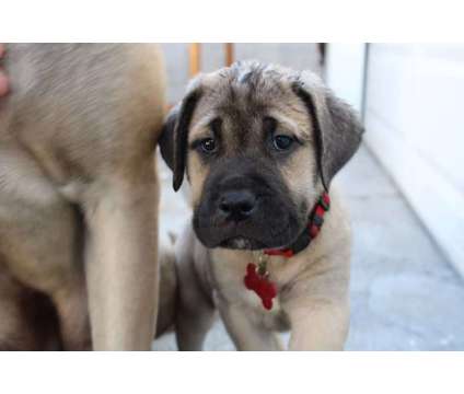 English Mastiff is a Female Mastiff Puppy For Sale in Lincoln Heights CA