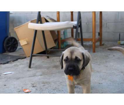 English Mastiff is a Female Mastiff Puppy For Sale in Lincoln Heights CA