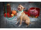 Adopt Stoic a Pit Bull Terrier