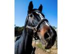 Adopt Luna a Warmblood / Mixed horse in Napa, CA (32946018)