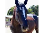Adopt JJ a Quarterhorse / Mixed horse in Napa, CA (32946017)