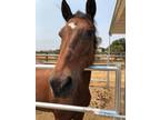 Adopt Beau a Morgan / Mixed horse in Napa, CA (32946016)