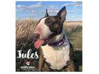 Adopt Jules a Bull Terrier