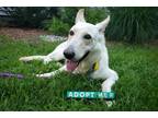 Adopt Blanca a White German Shepherd Dog / Mixed dog in Hoffman Estates