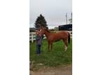 Thoroughbred mare 13 yr old looking for new home