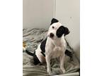 Adopt Lydia ~ meet me! a Black - with White Pit Bull Terrier / Boston Terrier /
