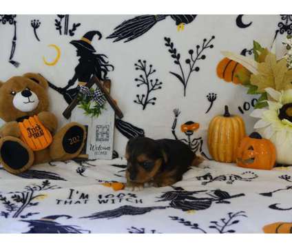 AKC Yorkshire Terrier - Parti Yorkie for sale is a Male Yorkshire Terrier Puppy For Sale in Charlotte NC