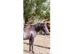 Marchador Gelding Two year old