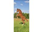 Beautiful Chestnut Mare for Sale