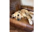 Adopt Wendy a Black Mouth Cur, American Staffordshire Terrier