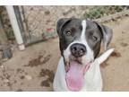 Adopt Pugsley a White American Pit Bull Terrier / Pointer / Mixed dog in