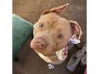 Adopt Hermes a American Bully, American Staffordshire Terrier