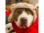 Adopt Juno a American Bully, American Staffordshire Terrier