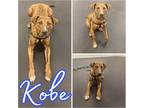 Adopt Kobe a Brindle - with White Hound (Unknown Type) / Mastiff / Mixed dog in