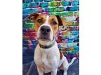 Adopt Duke a Beagle / Labrador Retriever / Mixed dog in Gloversville