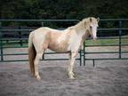 Adopt *Hold*Popcorn (in foal) a Buckskin Pony - Other / Mixed horse in