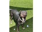 Adopt Diamond a Pit Bull Terrier, American Staffordshire Terrier