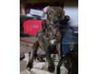 Adopt Mocca a Brindle Dutch Shepherd / Plott Hound / Mixed dog in Poway