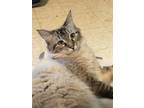 Adopt Athena a Black & White or Tuxedo Siamese (long coat) cat in Asheboro