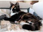 Adopt Miss Cutie a All Black Domestic Longhair / Domestic Shorthair / Mixed cat
