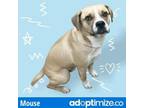 Adopt Mouse a Boxer, Mixed Breed