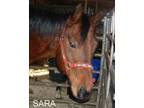 Adopt Sara a Quarterhorse