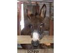 Adopt Donny a Donkey