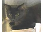 Adopt Notte BT a All Black Domestic Mediumhair / Domestic Shorthair / Mixed cat