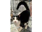 Adopt Hastings a All Black Domestic Shorthair / Domestic Shorthair / Mixed cat