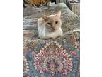 Adopt Lila KD a Siamese cat in Lyman, SC (32974662)