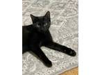 Adopt Taree a All Black Domestic Shorthair / Domestic Shorthair / Mixed cat in