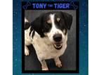 Adopt TONY - Adoption Promo! a White - with Black Border Collie / Basset Hound /