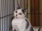 Adopt Dumplin a Domestic Shorthair / Mixed (short coat) cat in Rome