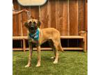 Adopt Loki aka Zion a Anatolian Shepherd / Mixed dog in Pacific Grove