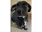 Adopt Shadow a Boxer / Labrador Retriever / Mixed dog in Beebe, AR (32976812)