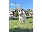 Adopt Fantasy a Tan/Yellow/Fawn Chow Chow / Australian Cattle Dog / Mixed dog in