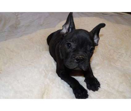 French Bulldog Puppy (No Papers) (Anthem) is a Male French Bulldog For Sale in Phoenix AZ