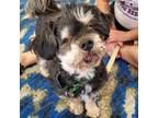 Adopt Grandma Mary LL a Yorkshire Terrier, Poodle