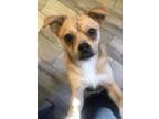 Adopt Max a Jack Russell Terrier