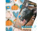 Adopt Helena (LJM) a Akita, Mixed Breed
