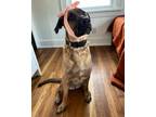 Adopt Rory (special needs) a Black Mouth Cur, Mixed Breed