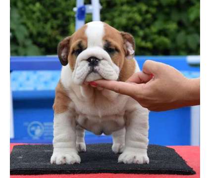 AKC Reg. English Bulldog Puppies Available is a Bulldog Puppy For Sale in Lakewood CA